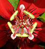 Peace flower