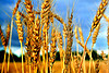 wheat2-thumb