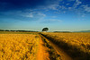 wheat3-thumb