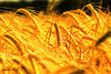 wheat5-thumb