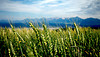 wheat6-thumb
